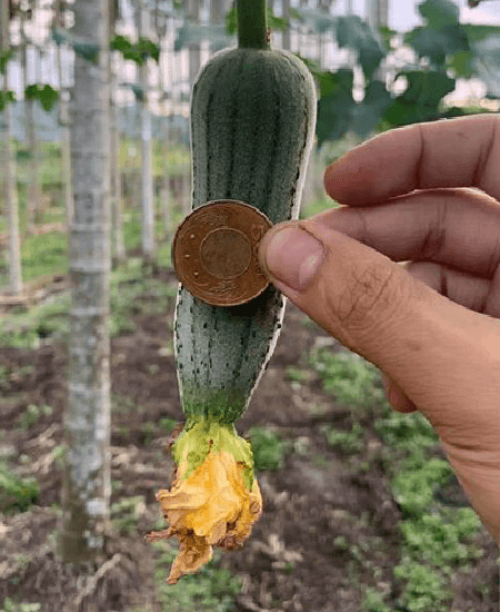 絲瓜尾端細小,俗稱老鼠尾。